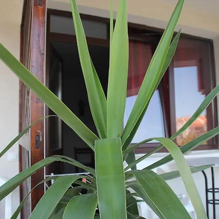 Yankov's House Pensión Sozopol