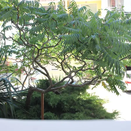 Yankov's House 게스트하우스 소조폴